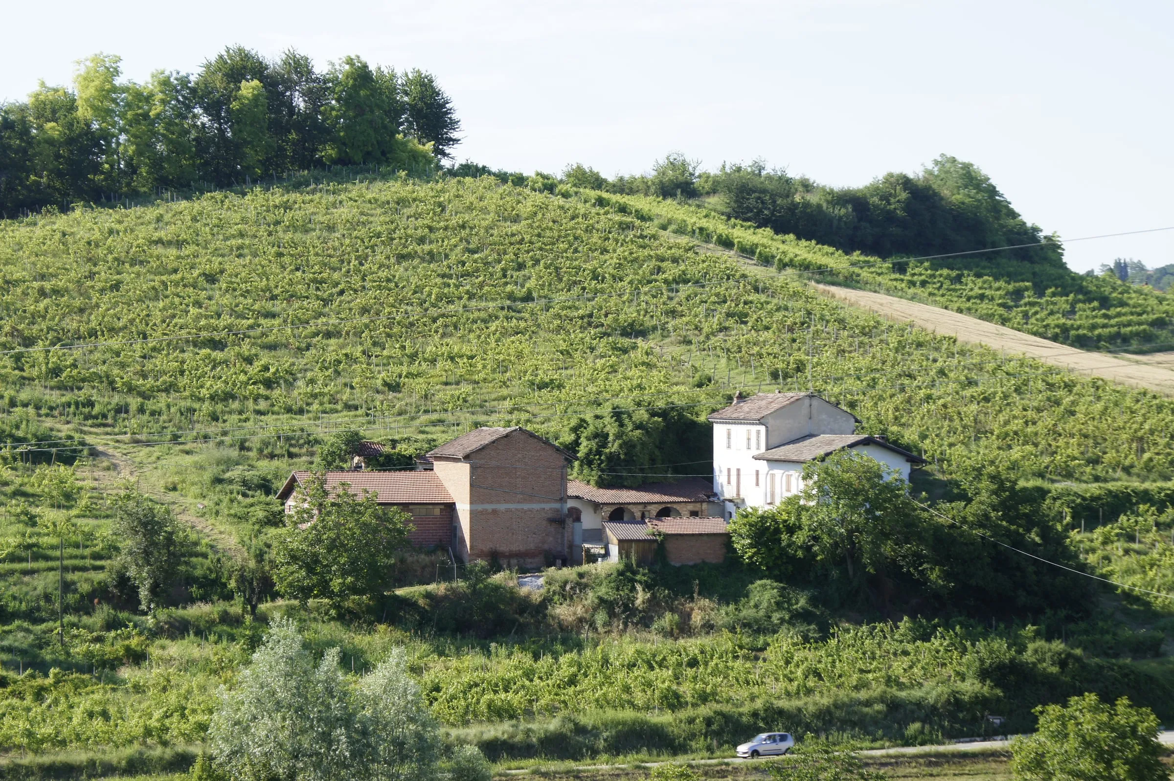 Grappoli d'uva tra i filari della vigna