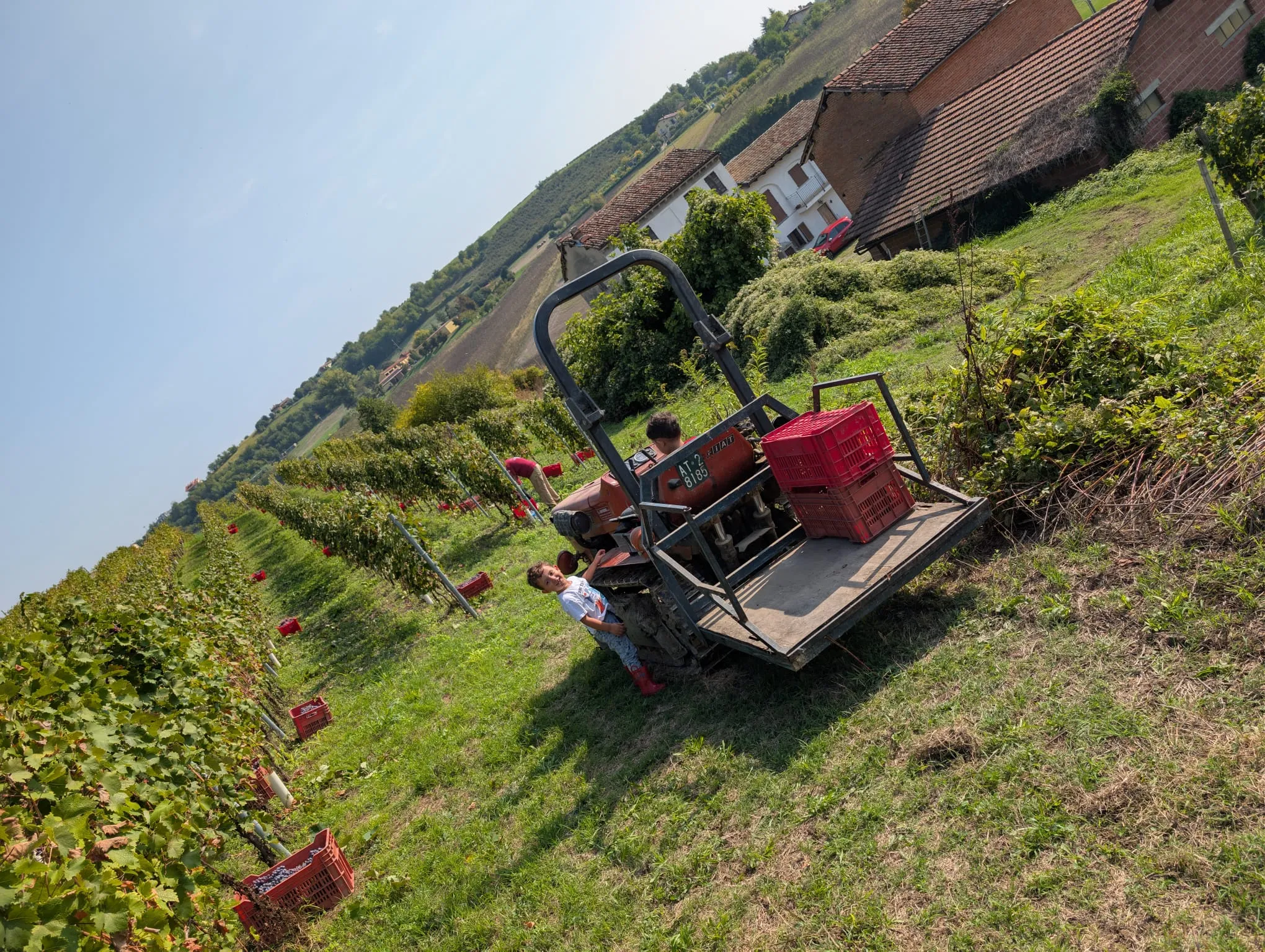 Il trattore tra i filari durante la vendemmia, con le cassette rosse piene d’uva