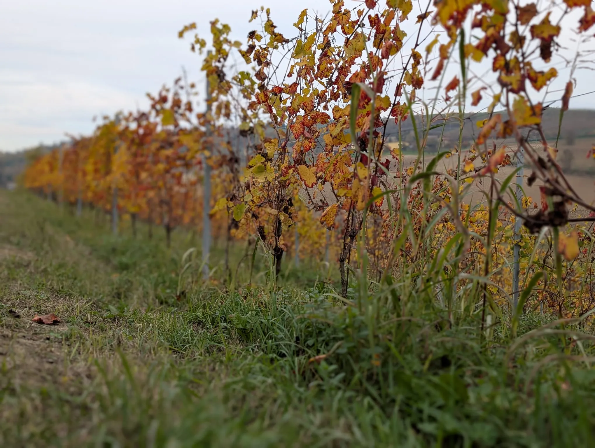 I filari in autunno, con le foglie rosse e oro sulle colline del Monferrato